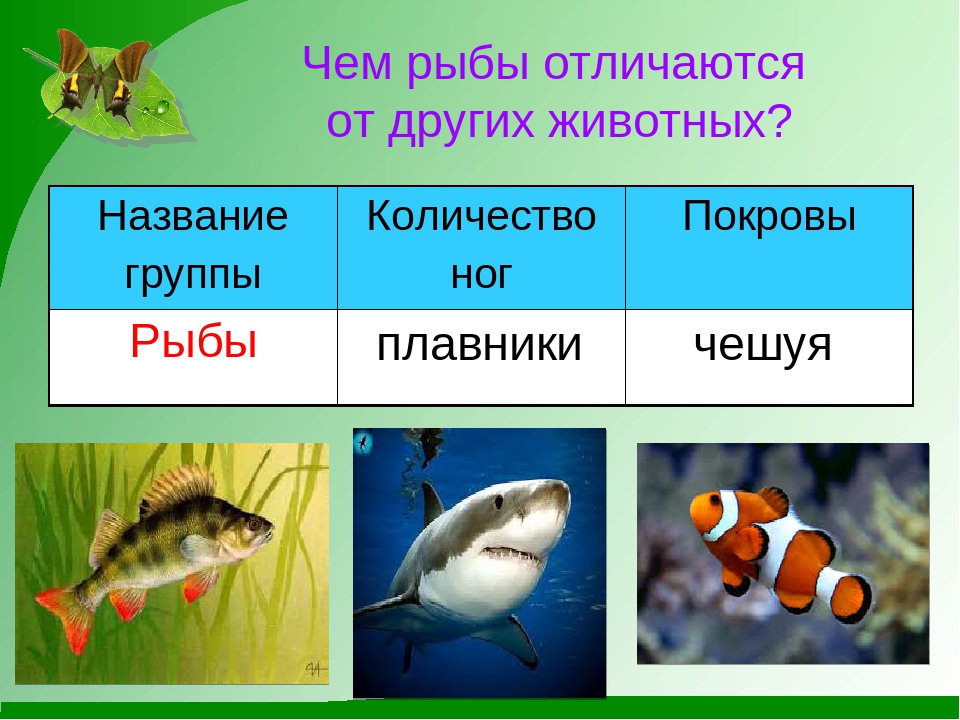 Название групп рыб. Группа животных рыбы. Рыбы окружающий мир. Название группы животных рыбы. Рыбы признаки группы.