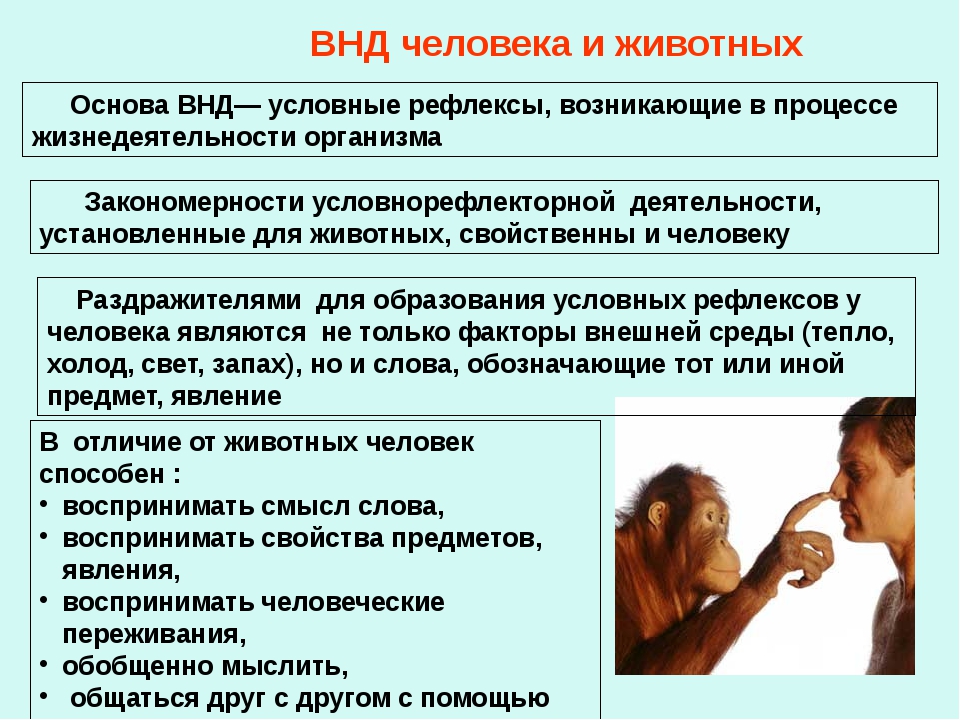 Высшая нервная деятельность поведение психика презентация 8 класс