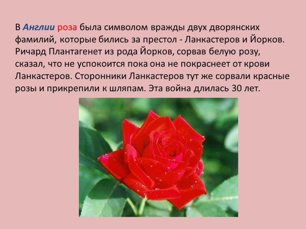 Розочка слова. Описание цветка розы. Интересная информация о Розе. Описать цветок розу. Сообщение о Розе.