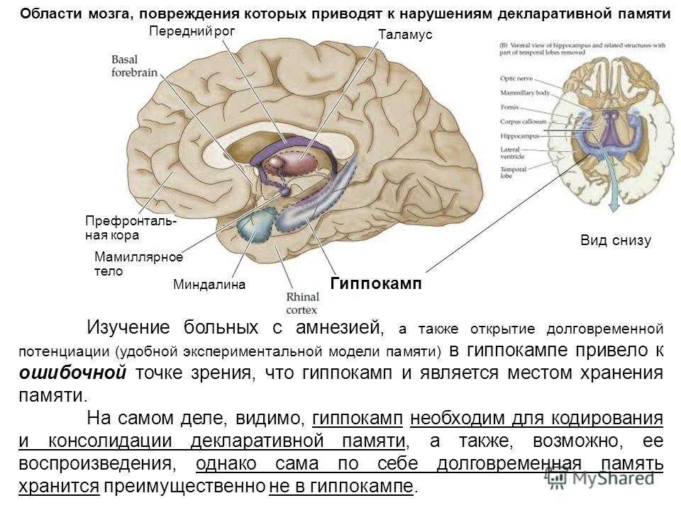 Функциональное нарушение мозга. Гиппокамп головного мозга функции. Отдел мозга отвечающий за память гиппокамп. Строение головного мозга гиппокамп. Функции гиппокампа головного мозга.