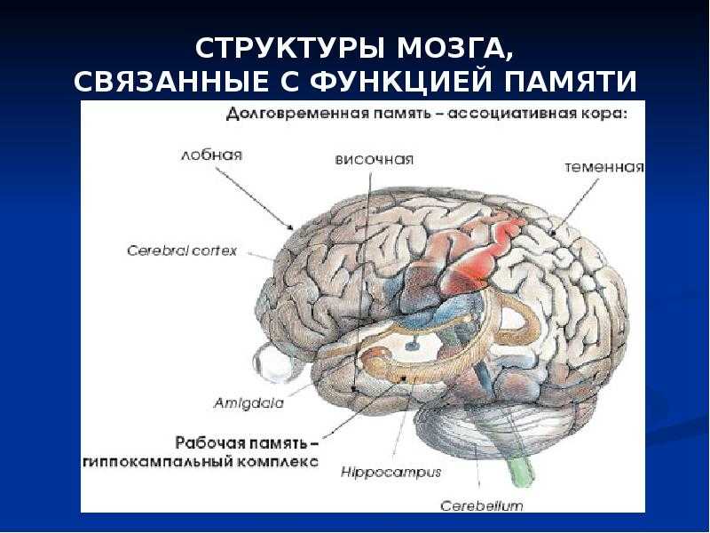 Мозги какого рода