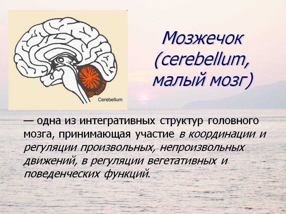 Какие центры в мозжечке. Отделы головного мозга мозжечок. Отдел головного мозга мозжечок мозг функции. Мозжечок мозг функции кратко. Строение головного мозга человека мозжечок.