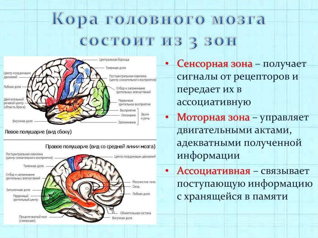 Обобщите и представьте в виде схемы или таблицы информацию о чувствительных двигательных и