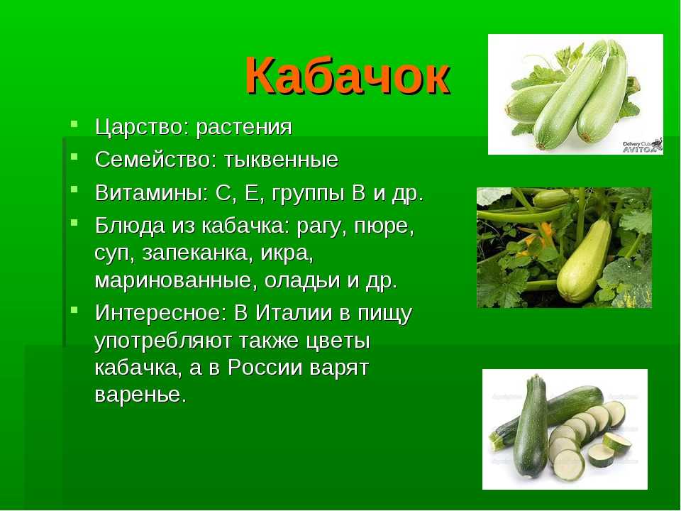 Презентация про кабачки