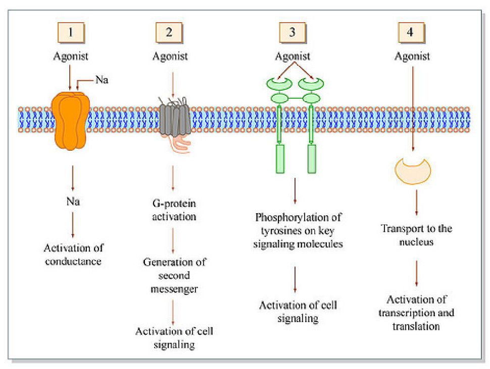 C рецепторы. Types of receptors. Модель рецептора. Рецептор интерфероновый. FCƐRI Рецептор.