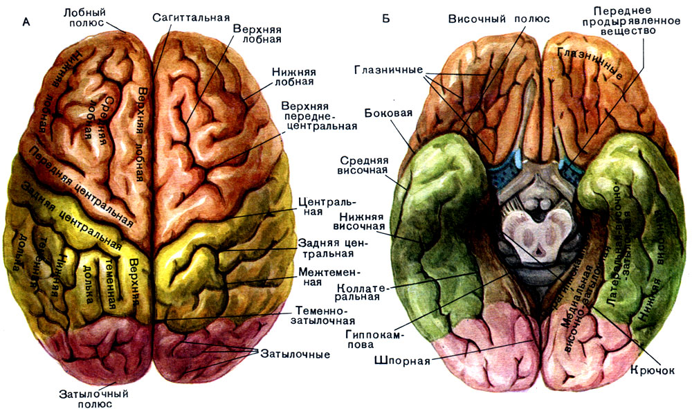 Полушария входят в состав мозга. Полушария головного мозга анатомия. Отделы доли извилины борозды головного мозга. Анатомия коры головного мозга доли борозды извилины. Строение большого мозга поверхности и доли полушария.