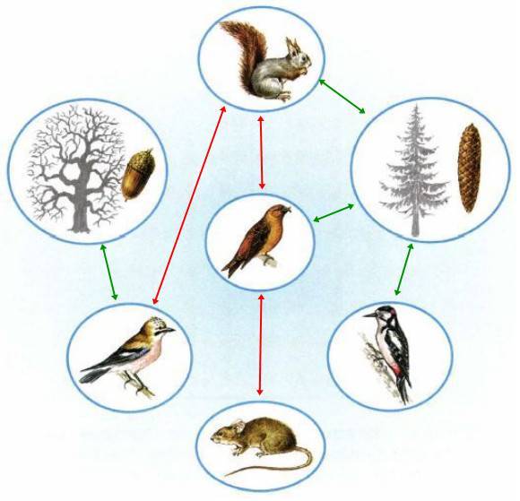 Связь между растениями и животными схема