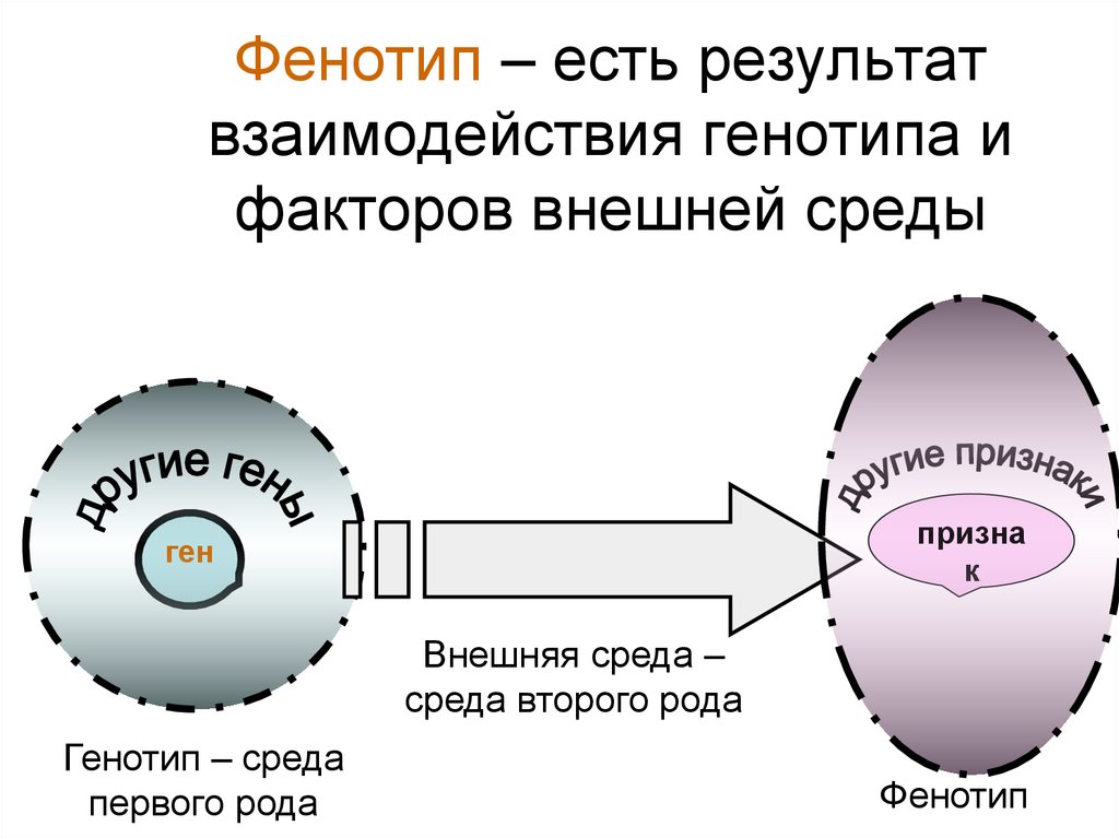 Функция генотипа. Взаимодействие генотипа и среды схема. Фенотип схема. Генотип и внешняя среда. Взаимодействие генотипа и фенотипа.