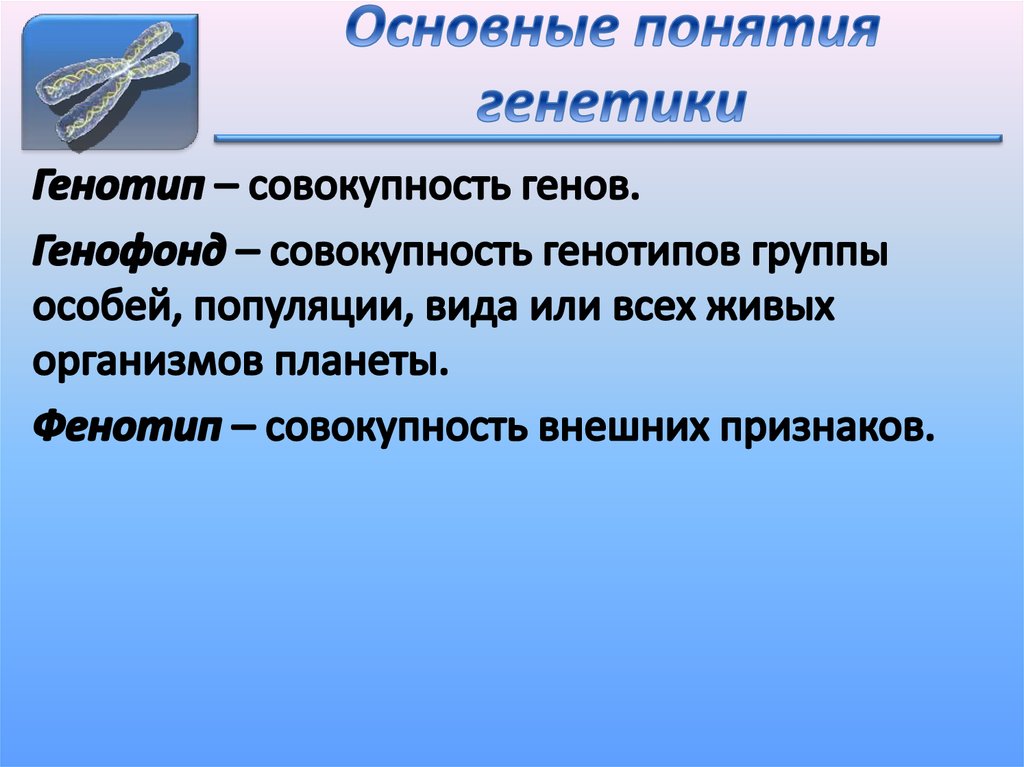 Что такое генотип. Генотип фенотип генофонд. Ген геном генотип генофонд. Основные понятия генетики фенотип и. Генофонд это в генетике.