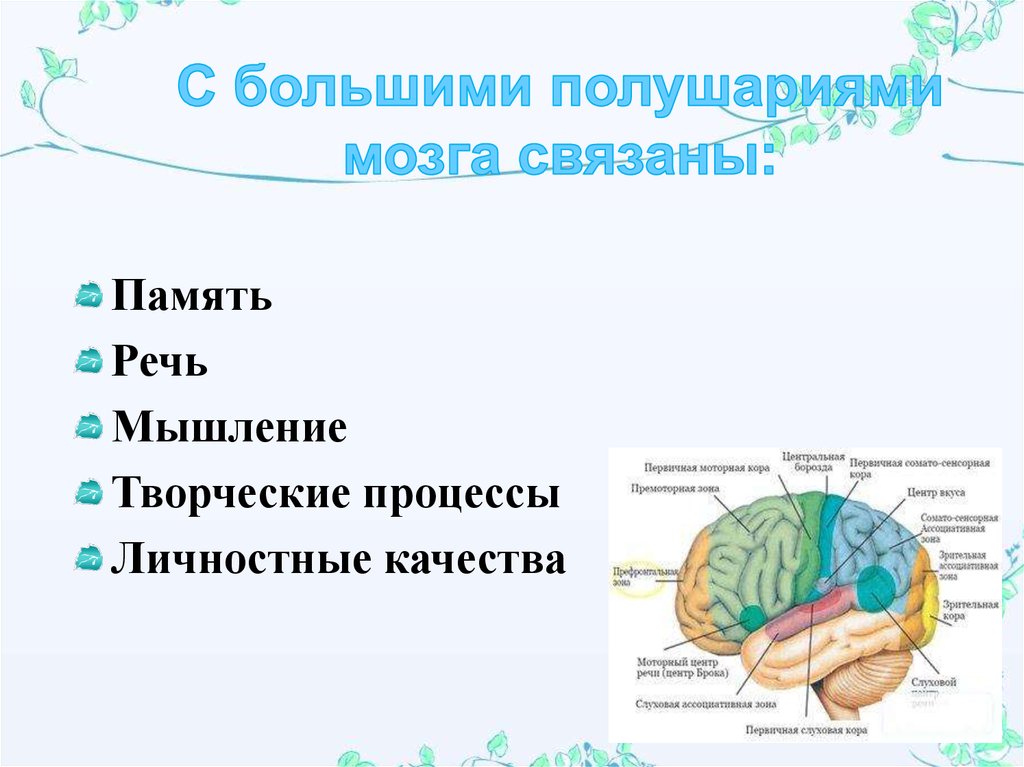 Рассмотрите рисунок обозначьте функции за которые отвечают выделенные зоны полушарий