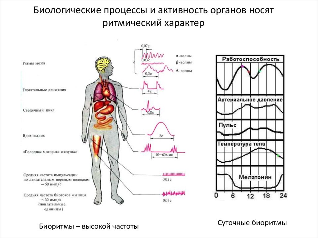 Биологические процессы. Биоритмы органов. Строение человека Биоритм. Процессы в биологии.