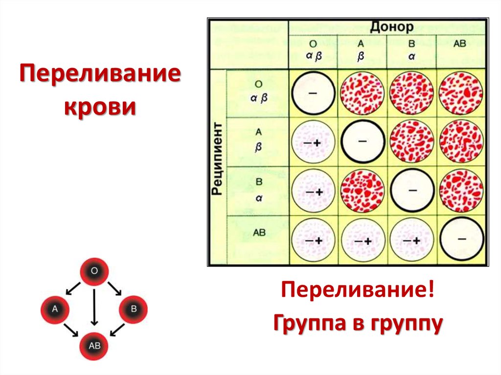 Кому какую группу крови можно переливать схема