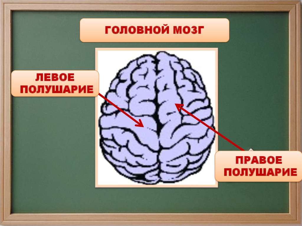В переднем мозге полушария отсутствуют. Головной мозг. Полушария головного мозга. Подкгарич голуовного мозжнв. Левое и правое полушарие.