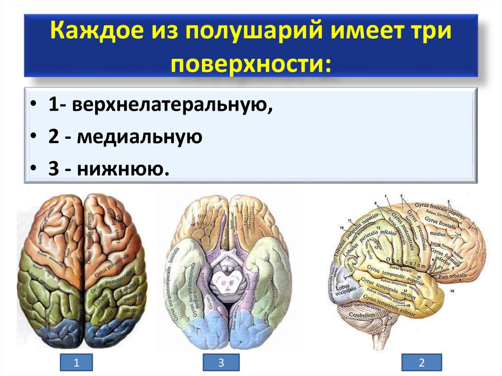 Поверхность головного мозга имеет. Полушария конечного мозга. Края полушарий конечного мозга. Конечный мозг строение. Три поверхности каждого полушария большого мозга.