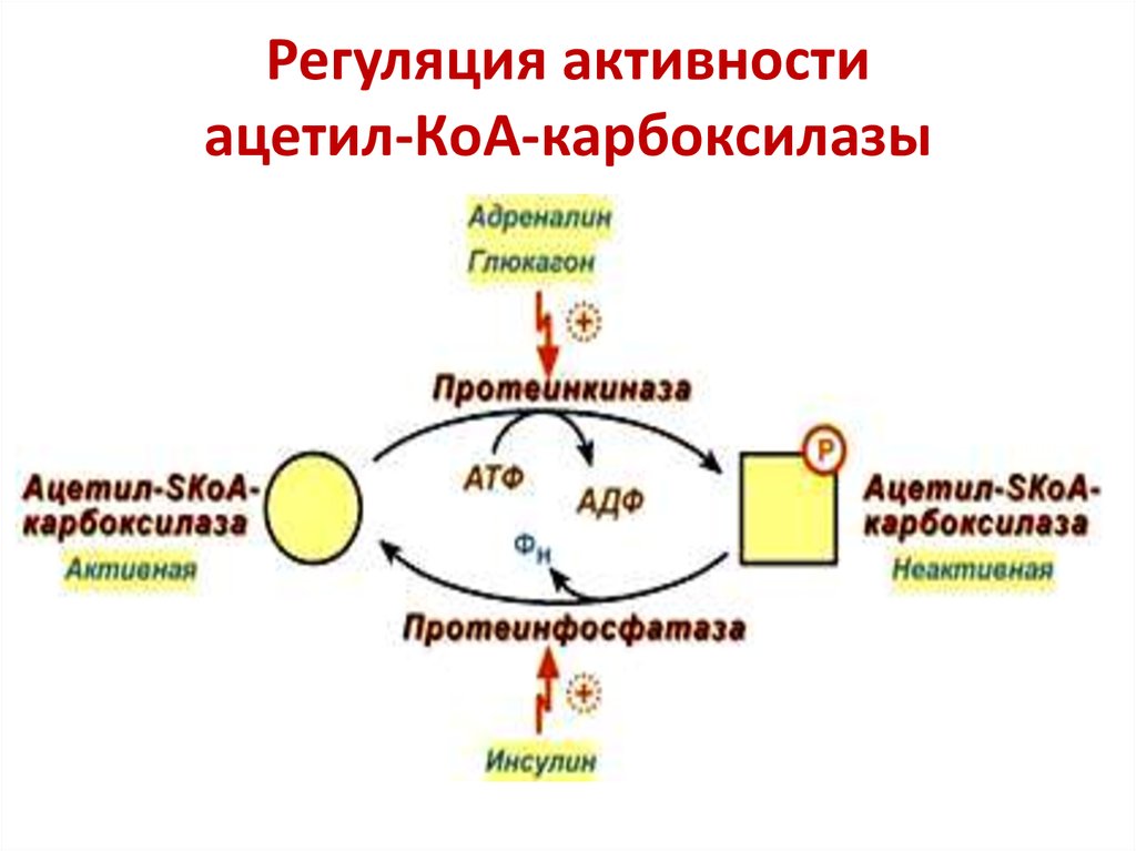 Активаторы активности. Активатор ацетил-КОА карбоксилазы. Регуляция ацетил-COA-карбоксилазы. Механизм регуляции активности ацетил-КОА-карбоксилазы. Ацетил-КОА- карбоксилаза, регуляция её активности.