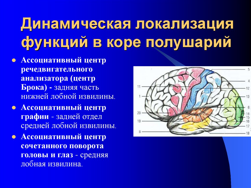 Локализация психических функций в мозге. Динамическая локализация функций в коре конечного мозга. Зоны коры головного мозга локализация функций. Локализация функций в коре полушарий мозга. Речедвигательный анализатор схема.