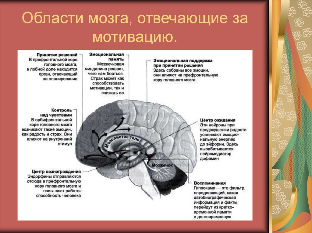 Какой отдел мозга отвечает за восприятие и хранение в памяти визуальных изображений