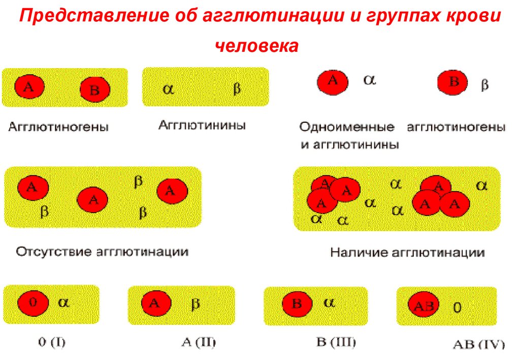 Агглютиногены iii группы крови. Агглютинация крови схема. Реакция агглютинации группы крови. Схема реакции агглютинации группы крови. В системе резус фактор в плазме крови агглютинины.