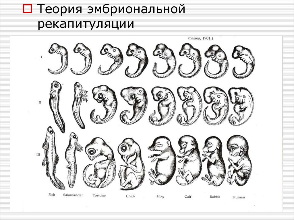Онтогенез позвоночных закон геккеля. Рекапитуляции в онтогенезе человека. Эмбрионы Геккеля. Примеры рекапитуляции в онтогенезе. Схема эмбрионального развития человека.