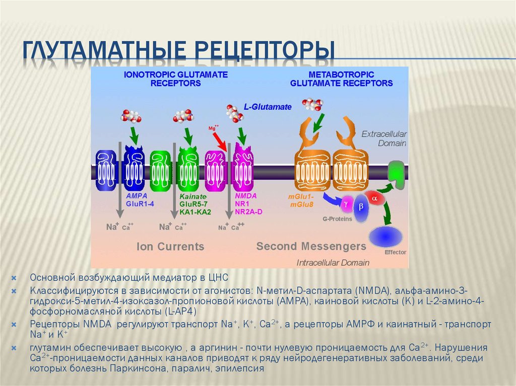 Очищение рецепторов. Глутаматные NMDA-рецепторы. NMDA рецепторы ГАМК. Метаботропные глутаматные рецепторы. AMPA И NMDA рецепторы.