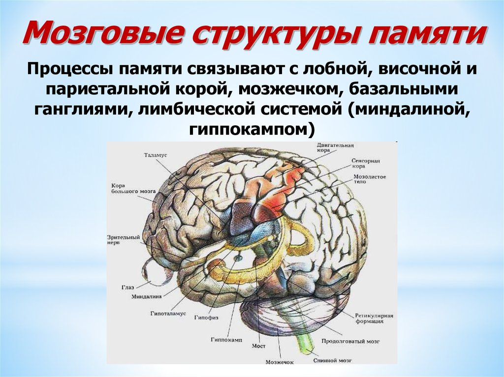 Механизмы работы мозга. Мозговые структуры участвующие в формировании памяти. Роль отдельных структур мозга в формировании памяти. Структуры мозга участвующие в механизмах памяти. Структуры головного мозга отвечающие за память.