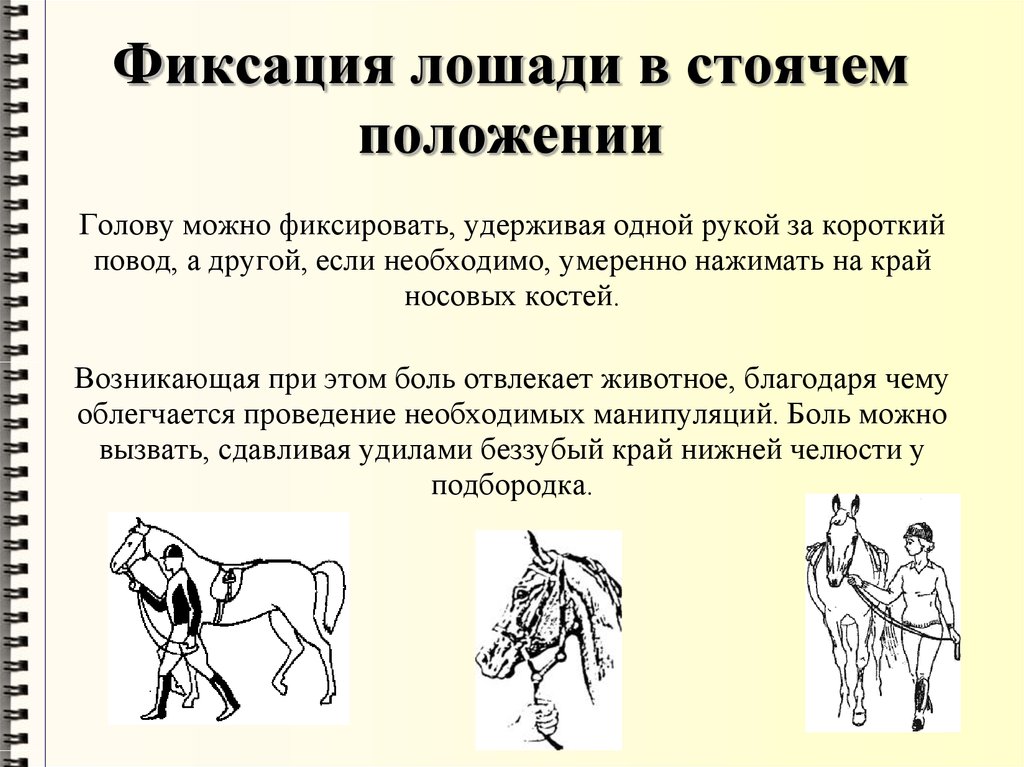 Способы фиксации. Механические способы фиксации лошадей. Механические способы фиксации лошадей головы. Методы фиксации и повала лошадей. Метод фиксации лошади.