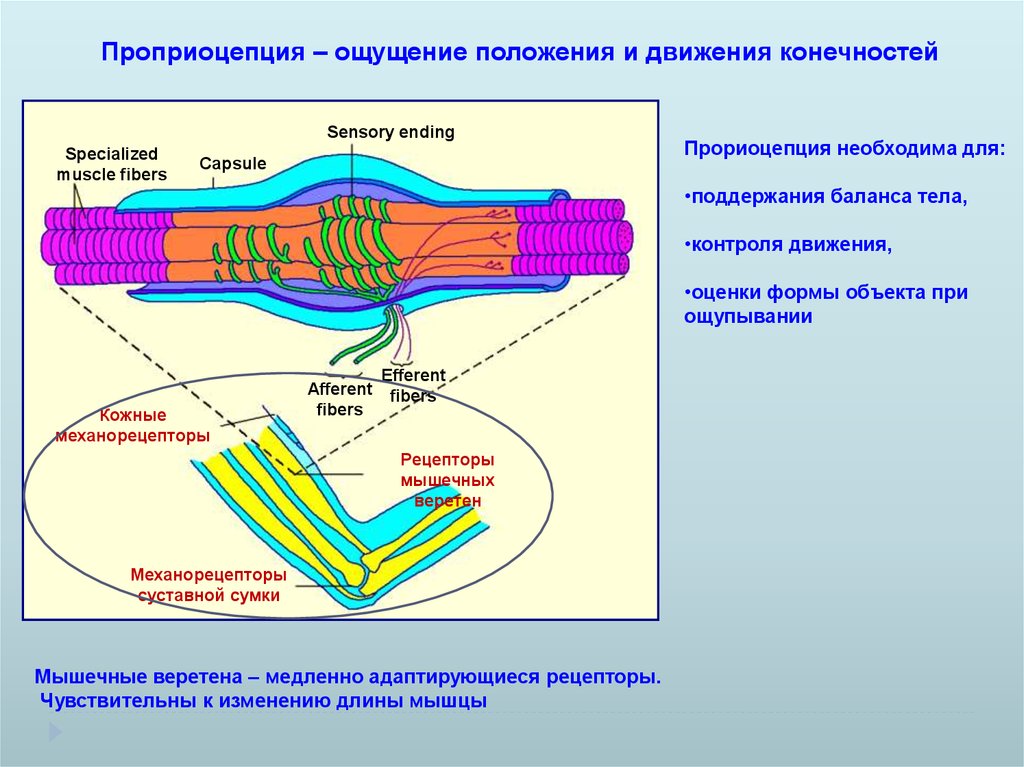 Где находится мышечное чувство. Проприоцепция. Проприоцептивные афферентные системы.. Проприоцептивной. Проприорецептивное чувство.