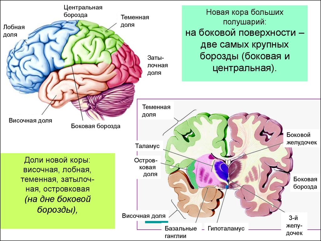 Функции полушарий: Функции полушарий головного мозга и их развитие — ГБУ  ЦСПСиД «Печатники»