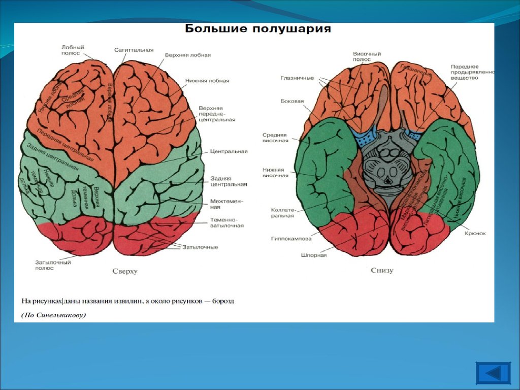 Функции полушарий: Функции полушарий головного мозга и их развитие — ГБУ  ЦСПСиД «Печатники»