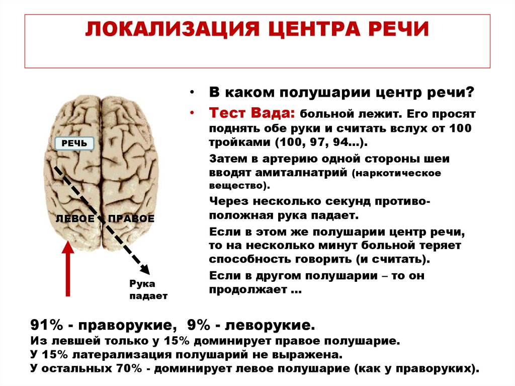 Функции правого и левого полушария