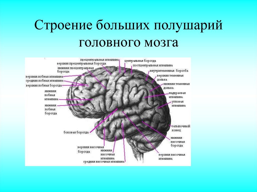 Рассмотрите рисунок обозначьте функции за которые отвечают выделенные зоны полушарий