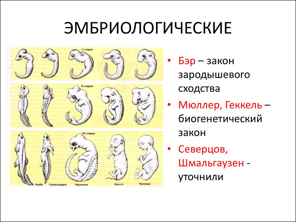 В эмбриональном этапе выделяют. Закон зародышевого сходства Бэра. Эмбриологические доказательства эволюции Геккель.