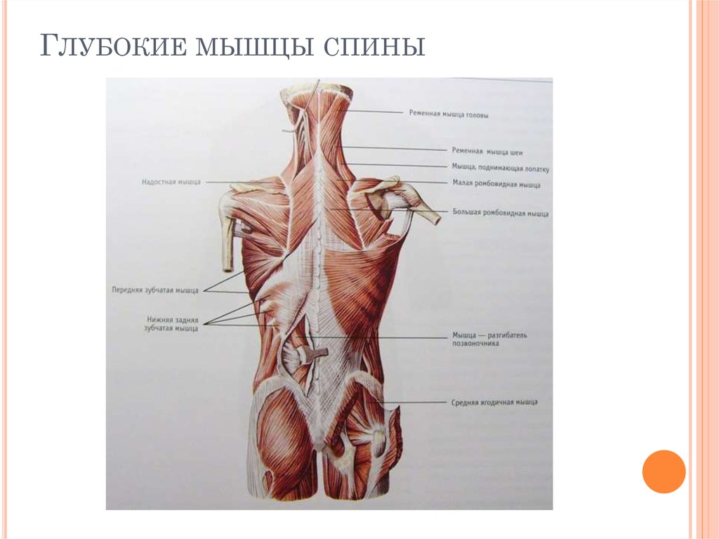 Глубокая поясница. Анатомия спина мышцы глубокие мышцы. Глубокие мышцы спины Синельников. Глубокие мышцы позвоночника анатомия. Медиальная глубокие мышцы спины.
