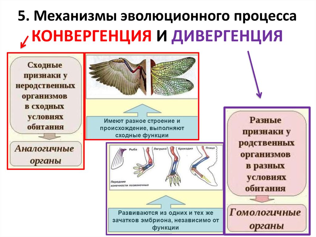 Органы выполняющие одинаковые функции но не имеющие сходного плана строения