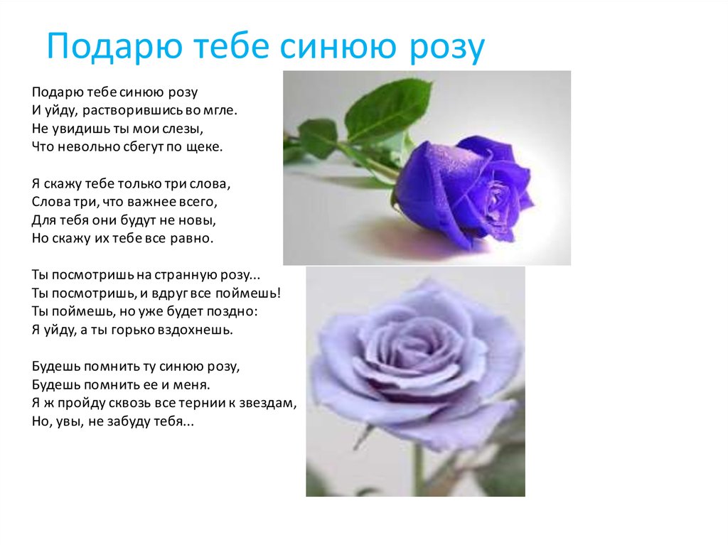 Розовые розы текст. Розочка слова