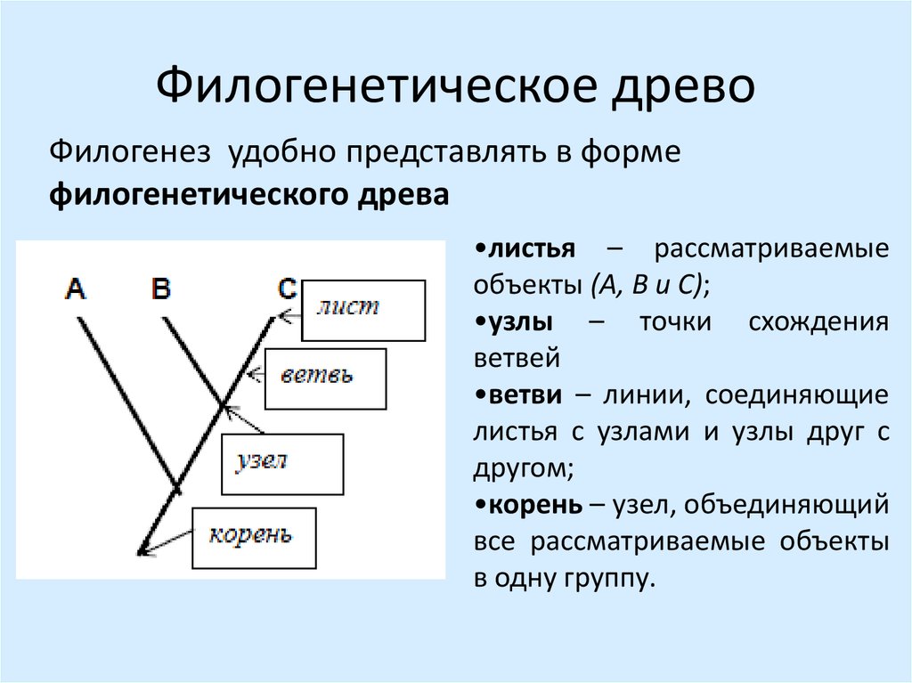 Методы изучения филогенеза. Структура филогенетического дерева. Филогенетическое дерево. Филогенетические деревья кладограммы. Филогенетическое дерево примеры.