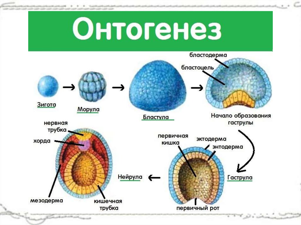 Клетка онтогенез
