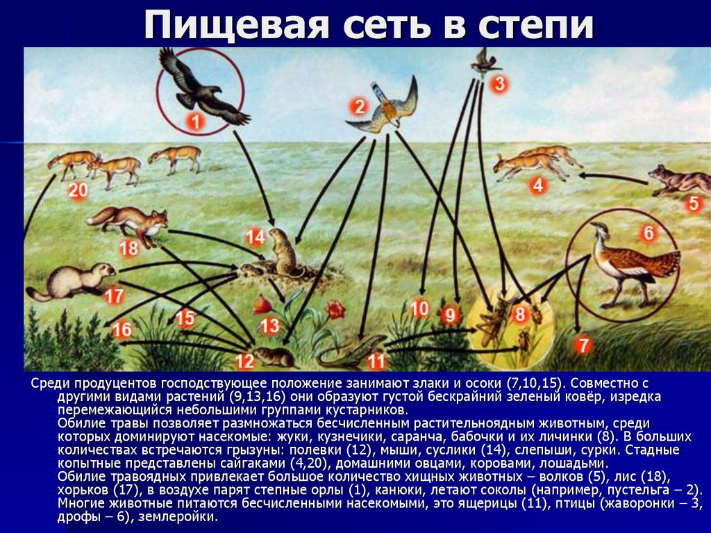 Соедините стрелками изображенные на рисунке виды животных и растений биоценоза тундры