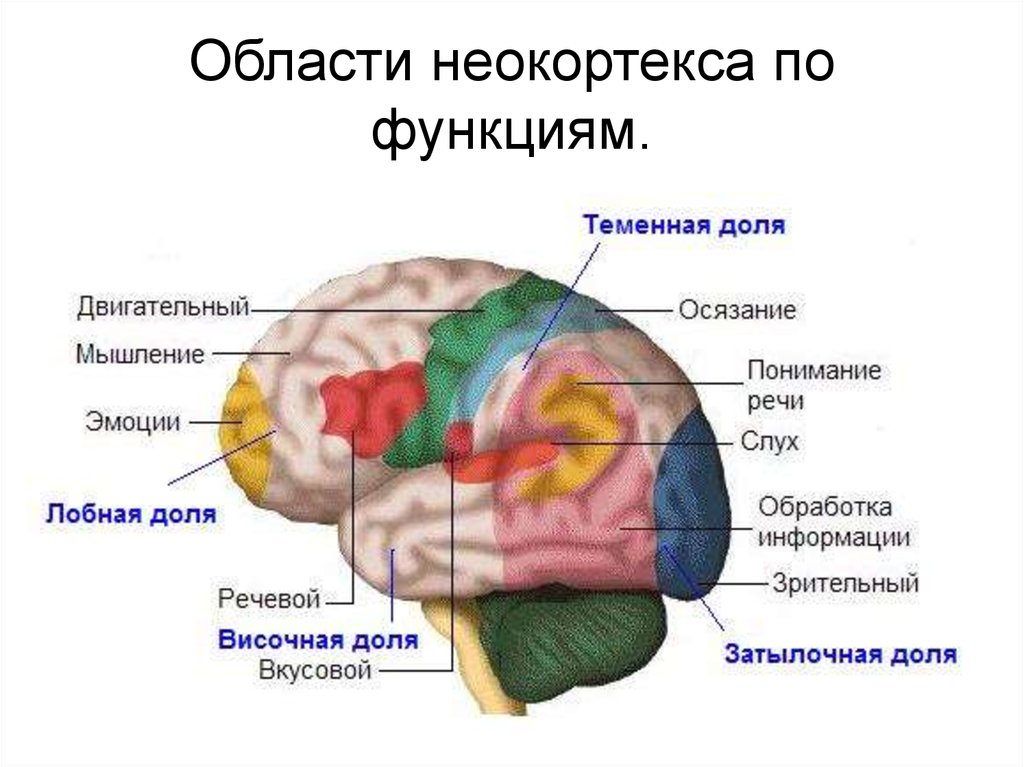 Обобщите и представьте в виде схемы или таблицы информацию о чувствительных двигательных и