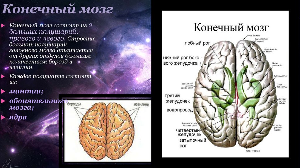 Левое полушарие доли. Строение и функции конечного мозга больших полушарий. Конечный мозг строение и функции анатомия. Строение полушарий конечного мозга. Внутреннее строение конечного мозга анатомия.