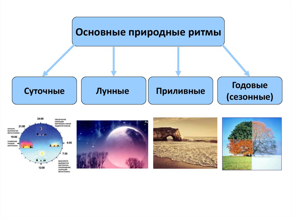 Сезонные изменения какая наука. Природные ритмы. Суточные природные ритмы. Суточные и сезонные биоритмы. Биологические ритмы в природе.