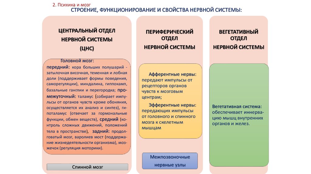 Психика презентация по психологии