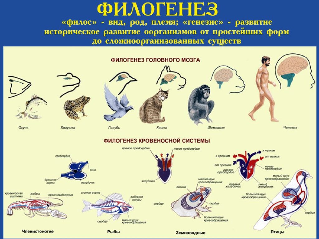 Примеры переходных форм и филогенетических рядов. Эволюция систем органов животных пищеварительная система. Филогенез. Филогенез это в биологии. Филогенез историческое развитие.