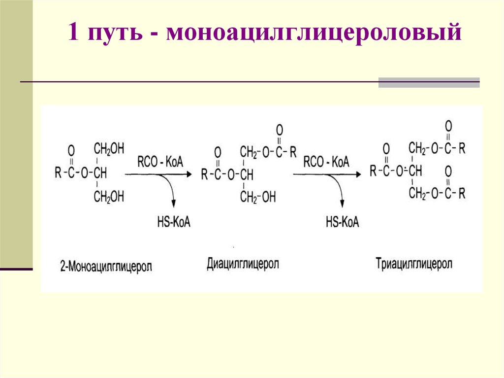 Путь реакции. Глицерофосфатный путь. Моноацилглицероловый путь. Моноацилглицероловый путь ресинтеза. Глицерофосфатный путь синтеза таг.