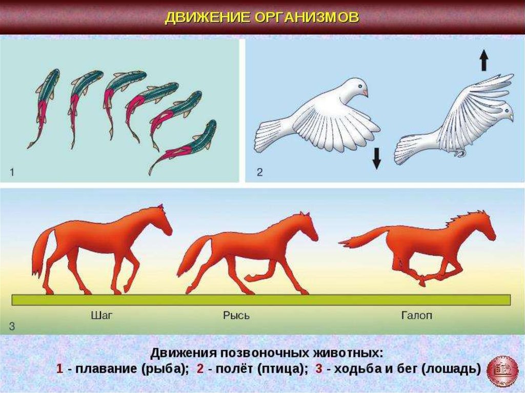 Какие способы движения имеют изображенные животные рассмотрите рисунки