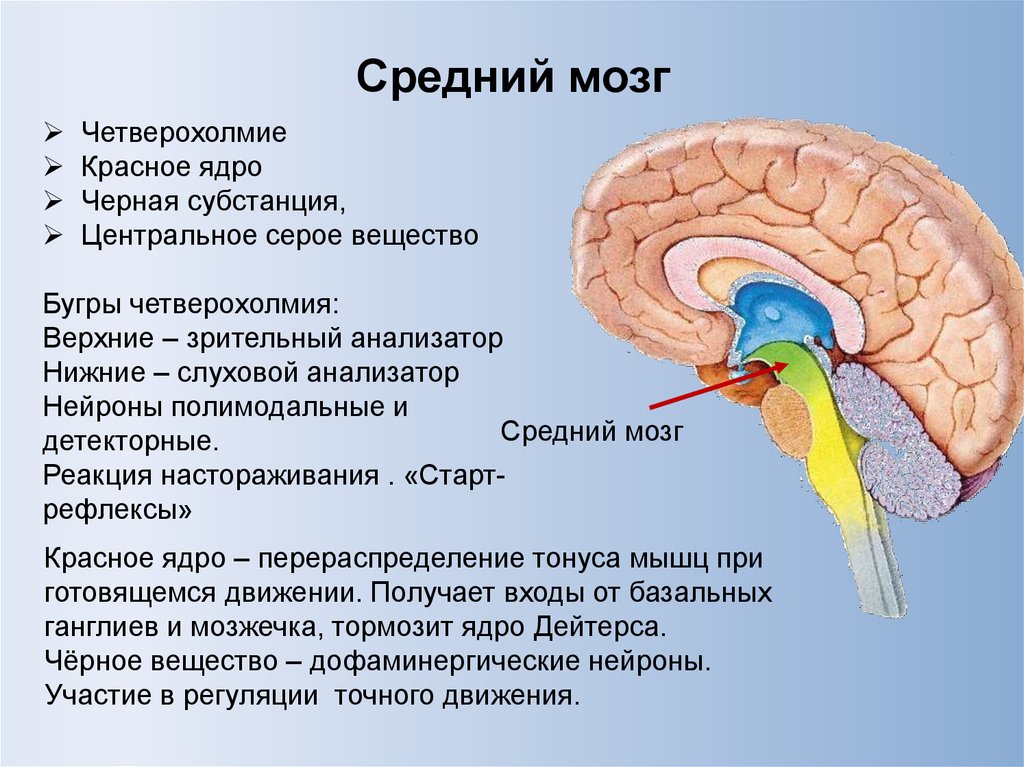 Средний мозг включает в себя. Черное вещество среднего мозга анатомия. Структура головного мозг средний мозг. Средний мозг красное ядро черная субстанция. Ядра четверохолмия среднего мозга.