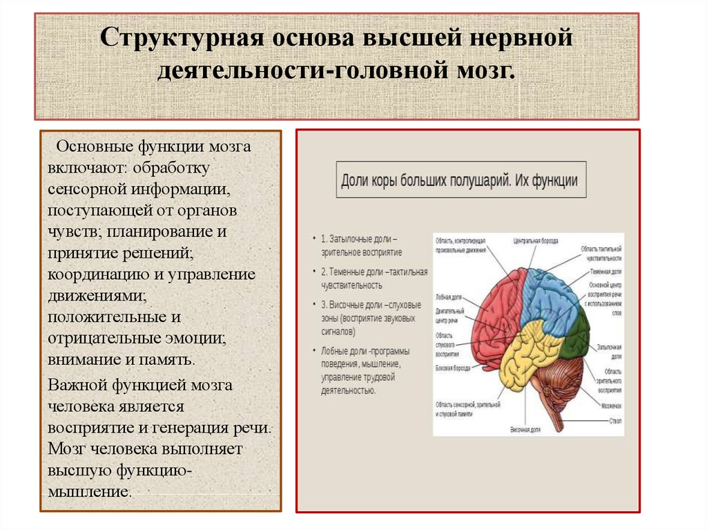 Функции коры больших полушарий презентация