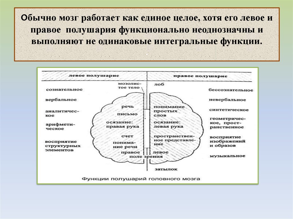 Большие полушария функции таблица