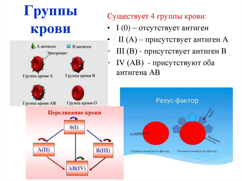 Болезни по группе крови. Схема группы крови резус-фактор. Классификация групп крови по системе резус. Понятие о rh+ и rh- группа крови. Схема передачи резус фактора.