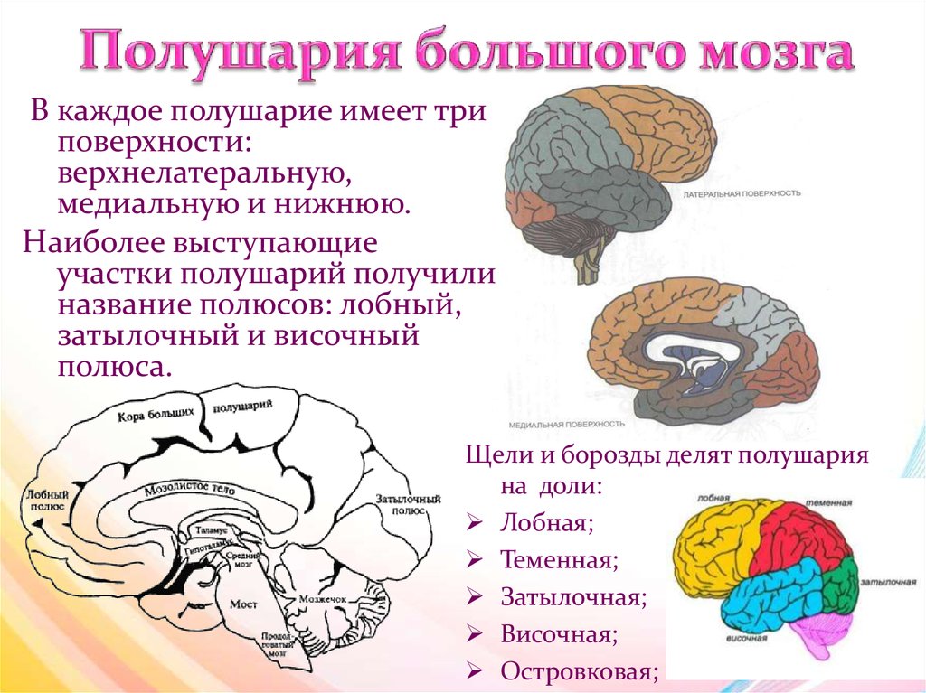 Большие полушария головного мозга